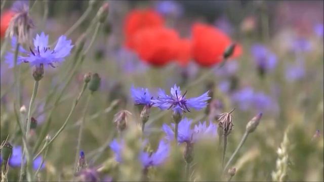 ДУЭТ ПТИЦЫ СЛАВКИ С КУЗНЕЧИКАМИ НА МАКОВОМ ПОЛЕ-ЗВУКИ ПРИДУМАННЫЕ ТВОРЦОМ ИСЦЕЛЯЮТ. смотреть онлайн