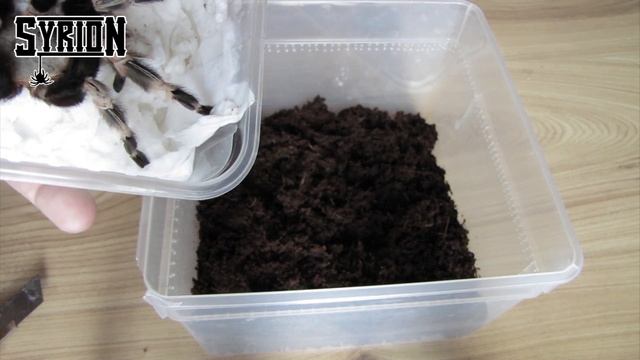 Unpacking: Nhandu chromatus samica 7DC od Michał - Bazus смотреть онлайн