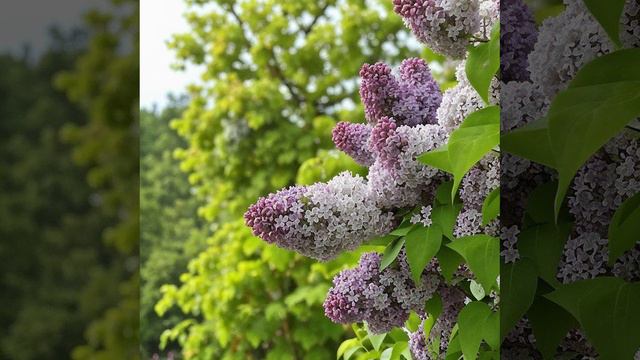 4.Lilac Is Blooming.