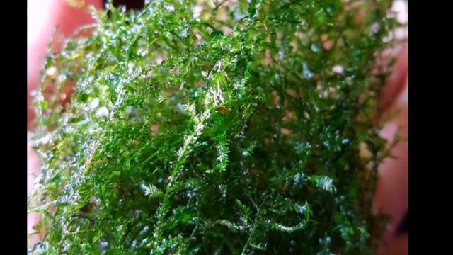 ПЛАКУЧИЙ МОХ ИЛИ МОХ ВИПИНГ. СОДЕРЖАНИЕ В АКВАРИУМЕ смотреть онлайн