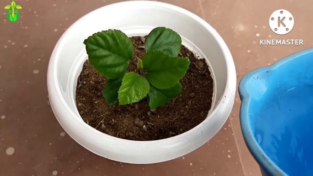 गुड़हल की कटिंग लगेगी चुटकियों में.How to grow hibiscus plant from cuttings.Best& Easiest way. смотреть онлайн