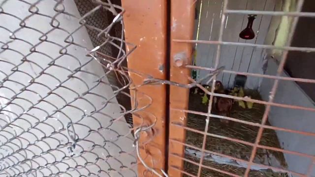 ИНДОУТКА И ТРИ  ВЫВОДКА УТЯТ РАЗНОГО ВОЗРАСТА! Примит ли утка 50 утят? ?