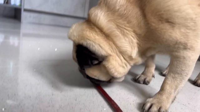 День мопса🐶Погулял,покушал,помылся и спать 🥰 смотреть онлайн