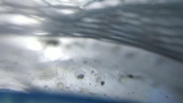 Нерест Данио GloFish ( от икры до малька)