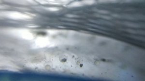 Нерест Данио GloFish ( от икры до малька)