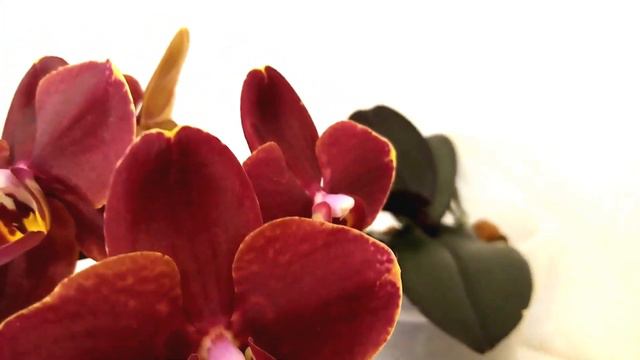 Фаленопсис Ола Ola