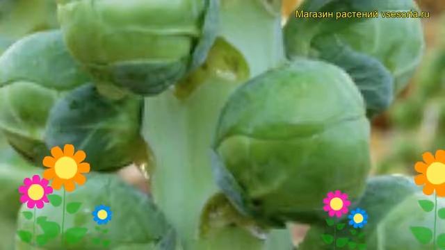 Капуста брюссельская Диабло. Краткий обзор, описание характеристик, где купить саженцы Diablo смотреть онлайн