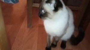 Гулящая кошка катается перед котом, а потом...