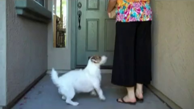 Настоящий друг человека смотреть онлайн