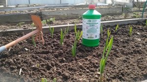 ОБРАБОТКА ЧЕСНОКА НАШАТЫРНЫМ СПИРТОМ.