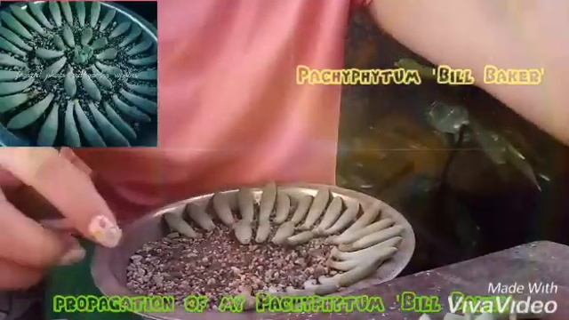 PLANT: Pachyphytum propagation смотреть онлайн