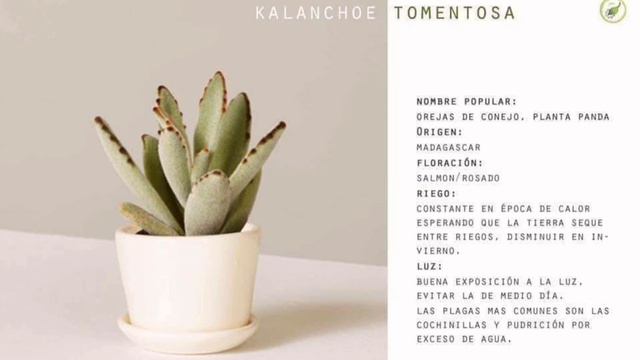 🌵Suculentas hermosas con nombre y descripción/ Beautiful succulents🌞🌧💧🌥 смотреть онлайн