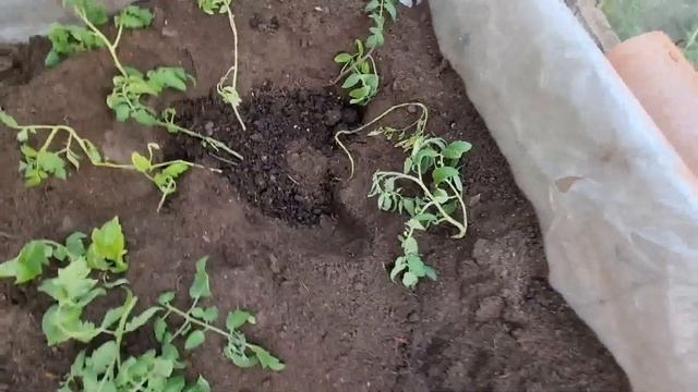 Вся рассада вывезена на дачу смотреть онлайн