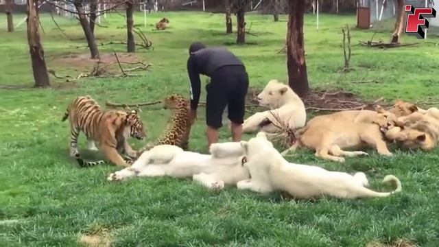 Посмотрите! Животные, Защищают Своих Хозяев! смотреть онлайн