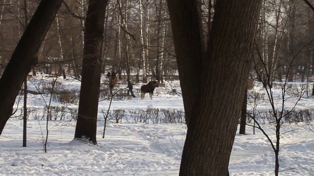 Лось и мужик