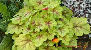 Гейхерелла обыкновенная Файр Фрост (fire frost) ? обзор: как сажать, саженцы гейхереллы Файр Фрост