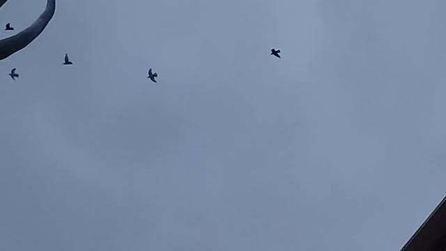 С Последним Звонком!