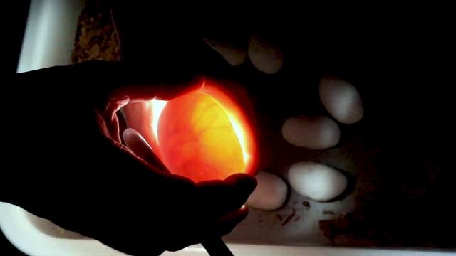 Last Clutch of Ball Python Eggs This Year! смотреть онлайн
