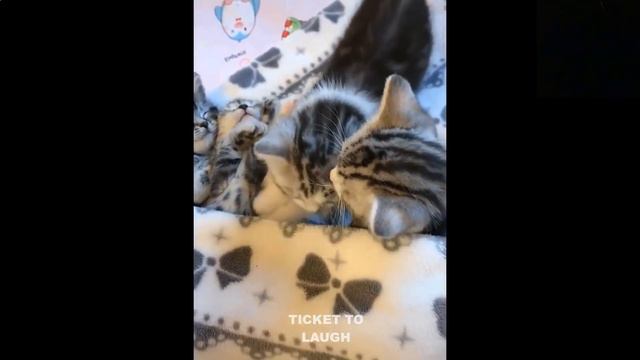 🐱🐶Смешные животные! Сборник №21🎬 Смешные коты, собаки и другие питомцы. Попробуй не захохотать!😹 смотреть онлайн