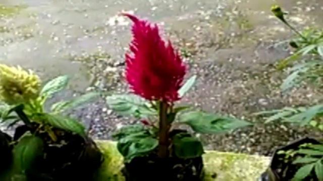 नेपाली भाषामा निबन्ध कसरी लेख्ने? How to write essay in Nepali? Nepali Paath Adhyan смотреть онлайн