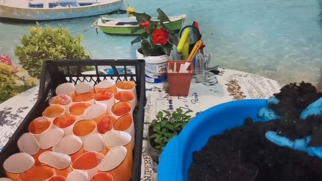 Выращивание астры от посева до цветения ? смотреть онлайн