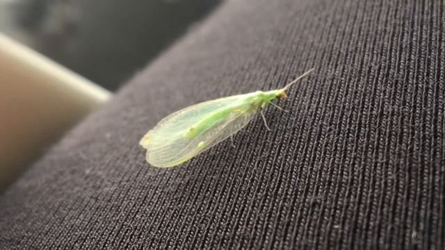 Chrysoperla Carnea / Обыкновенная златоглазка / ЗОЛОТООЧКA ЗВИЧAЙНA