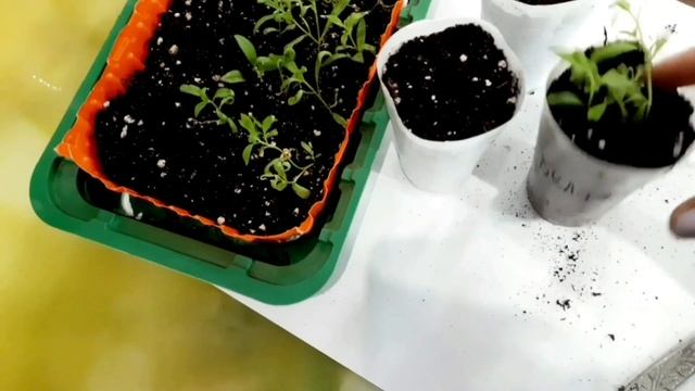 НИКТО НЕ ОТКАЖЕТСЯ ОТ ОБЛАЧНОЙ КРАСОТЫ ЦВЕТЕНИЯ АЛИССУМА. КАКИЕ ВИДЫ АЛИССУМА Я БУДУ ВЫРАЩИВАТЬ. смотреть онлайн