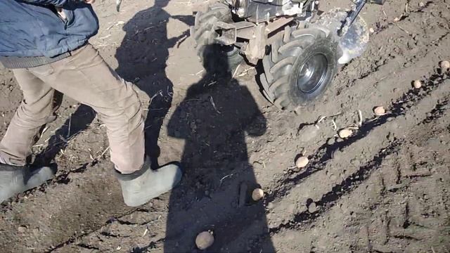 Посадка картофеля мотоблоком с дисковым окучником смотреть онлайн