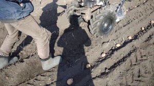 Посадка картофеля мотоблоком с дисковым окучником