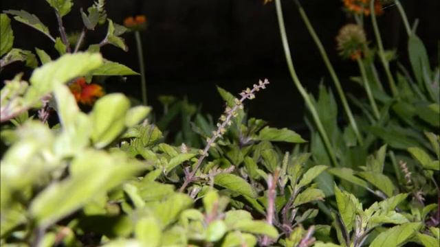 Nikon Coolpix L120 Pics By Praful Khobragade