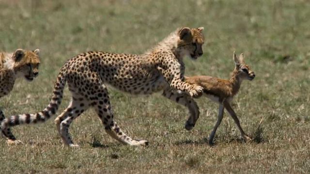 Гепард подошёл к маленькой антилопе, но то что случилось дальше не укладывается в моей голове... смотреть онлайн