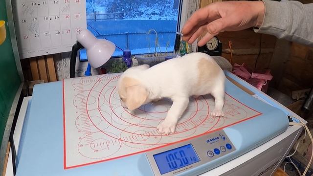 ВЕС щенка чихуахуа в 1,5 месяца /Продаю щенков ЧИХУА / Купить щенка чихуа в СПб питомник Мари Мисти смотреть онлайн