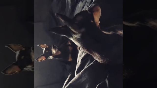 Funny dogs смотреть онлайн