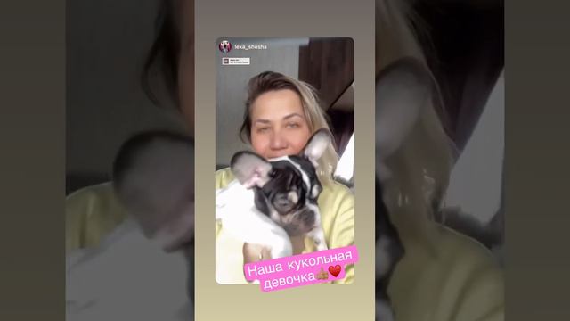 Моя куколка😘 #бульдог #щенки #французскийбульдог #питомник #щенкибульдога смотреть онлайн