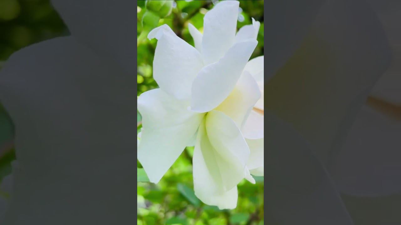 Чёрная смородина / SEVENROSE #sevenrose #аленаросс #чернаясмородина #чернаясмородинапесня #алёнаросс смотреть онлайн