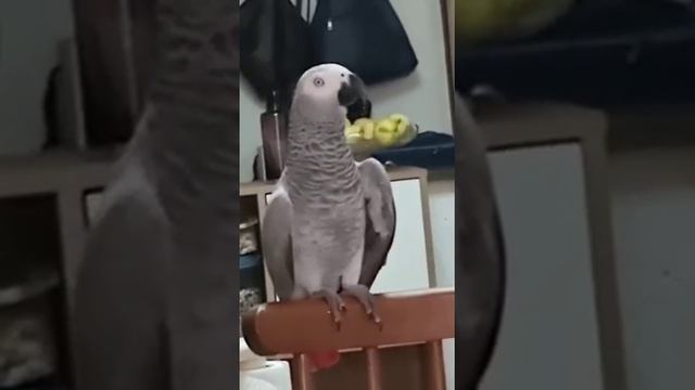 учим новый стишок: идёт бычок качается... смотреть онлайн
