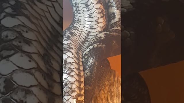 South west Carpet python copulation behaviour смотреть онлайн