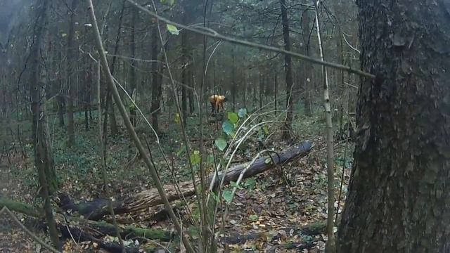 Сбор опят и рядовок смотреть онлайн