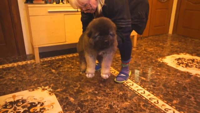 ЩЕНОК КАВКАЗСКОЙ ОВЧАРКИ, КОБЕЛЬ 2 МЕСЯЦА. www.r-risk.ru +7(926)2205603 Татьяна Ягодкина. смотреть онлайн