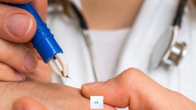 Путешествия с Пушистыми Парнями