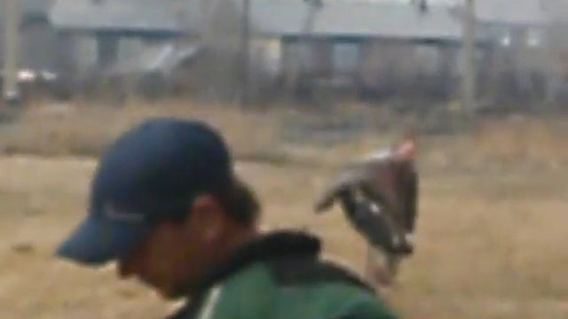 Тренировка русский ринг тройка, Томск ВЕО Берта смотреть онлайн