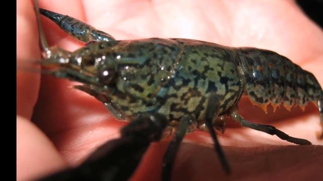 МРАМОРНЫЙ РАК. СОДЕРЖАНИЕ И РАЗВЕДЕНИЕ В АКВАРИУМЕ смотреть онлайн