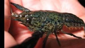 МРАМОРНЫЙ РАК. СОДЕРЖАНИЕ И РАЗВЕДЕНИЕ В АКВАРИУМЕ