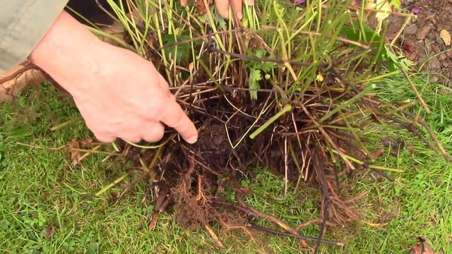 Dividing a Garden Geranium || Quick & Easy Guide смотреть онлайн