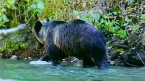 Животные мира (4K Ultra HD) - Жизнь диких животных наполнена вдохновляющей музыкой