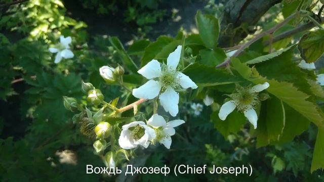Как цветет ежевика?/How blackberries bloom? Часть 3 средние и поздние сорта. смотреть онлайн