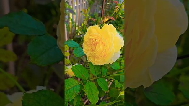 David Austin Roses | The Poet's Wife #roselove #roseflower #beautifulroses #rose #englishrose смотреть онлайн