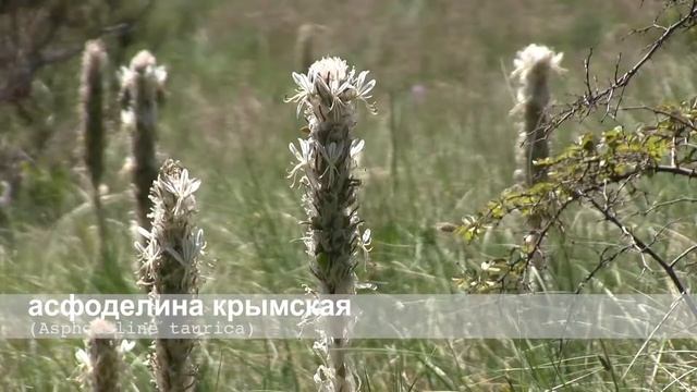 асфоделина крымская смотреть онлайн