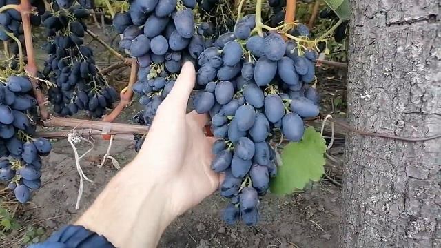 Виноград Кодрянка.Сезон-2021 год. смотреть онлайн