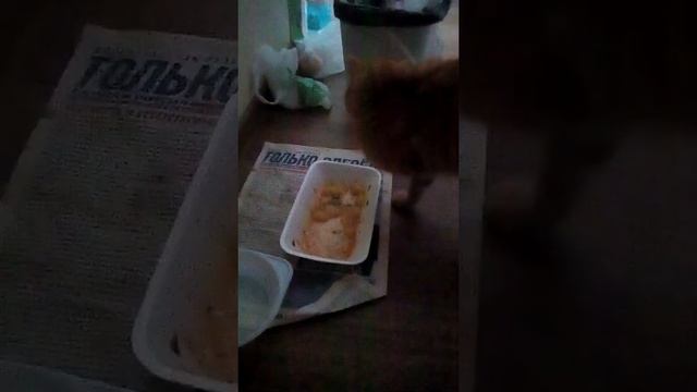 Кот кушает супчик